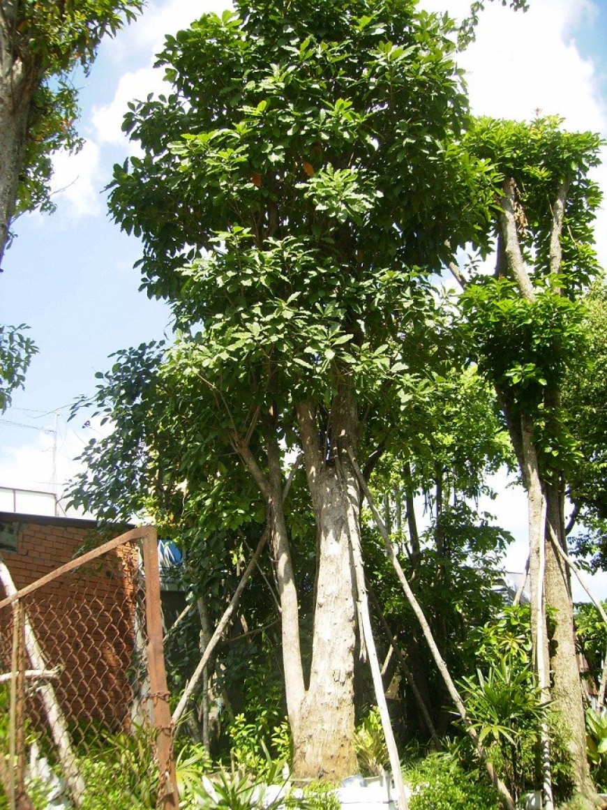 6 loài cây mang lại tài vượng